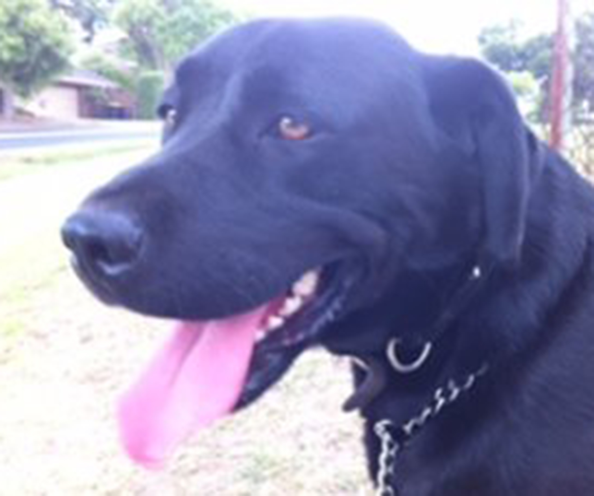 Pet Labrador stabbed to death in Melbourne