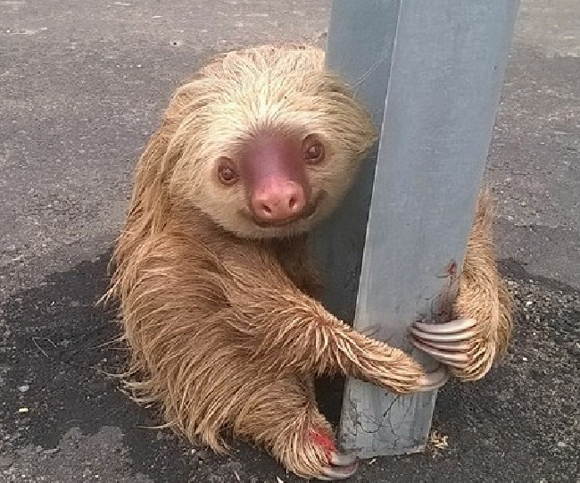 Heart-warming moment a sloth is rescued by police after getting stranded