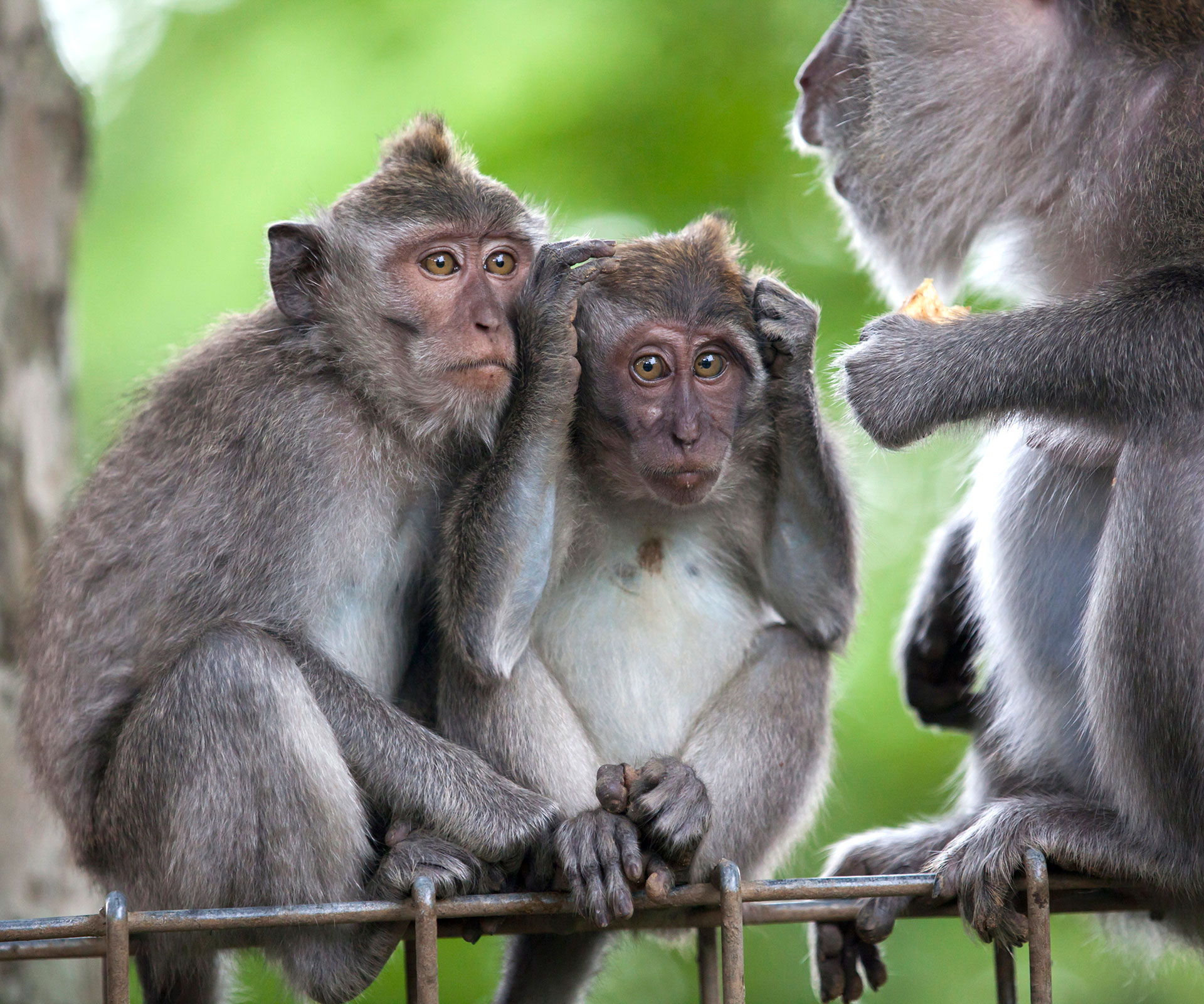 Australian man ‘catches Zika from Balinese monkey’