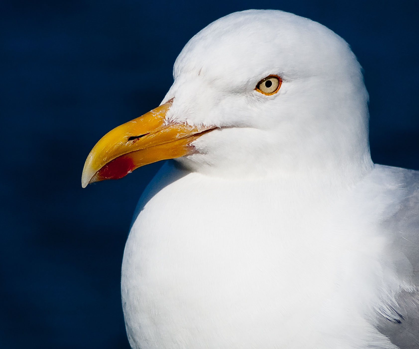 The seagull story that’s gone viral