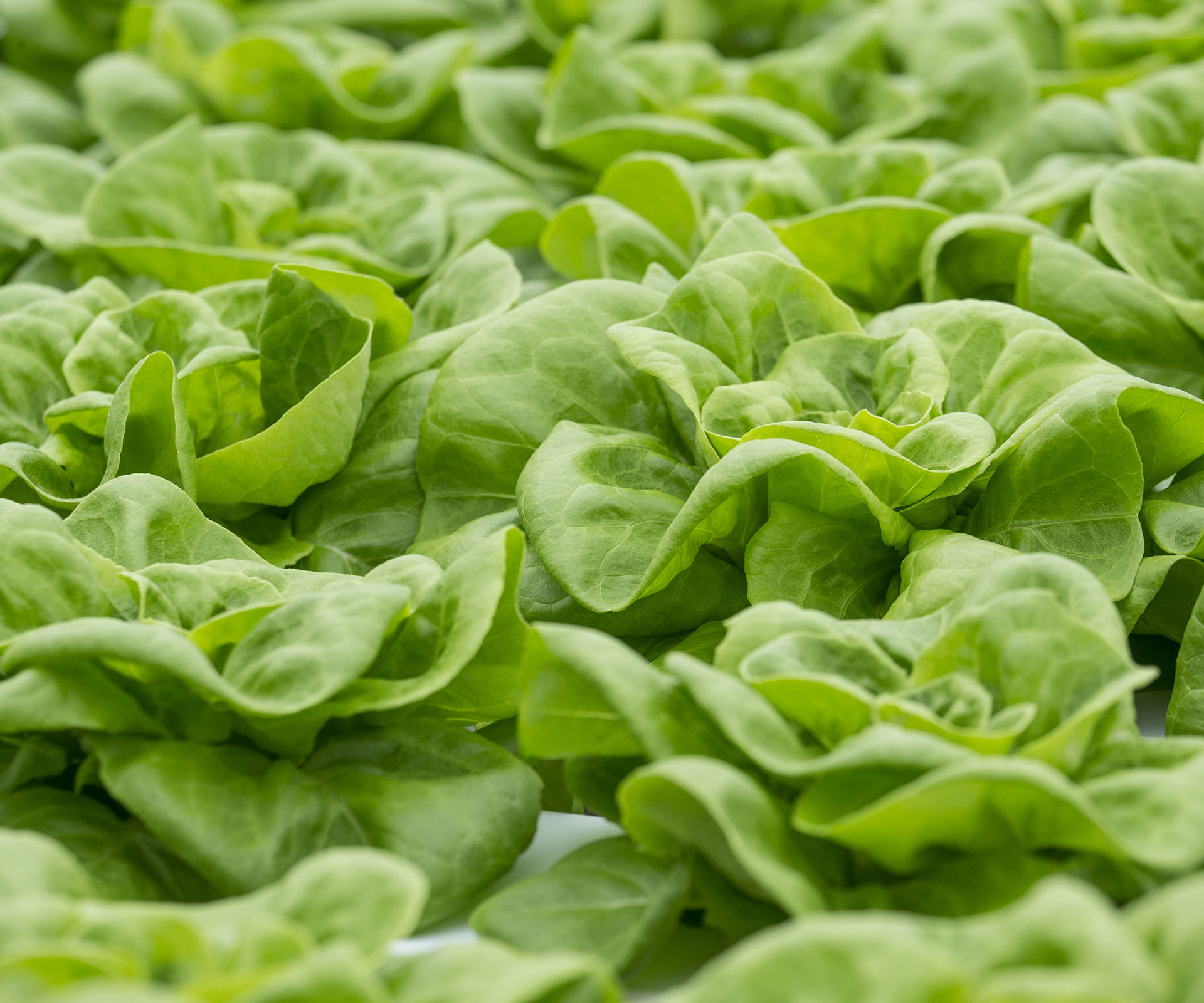 Lettuce recall: Salmonella outbreak linked to Coles and Woolies