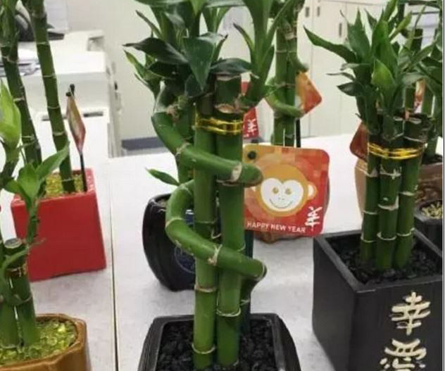 Coles makes a monkey of Chinese New Year
