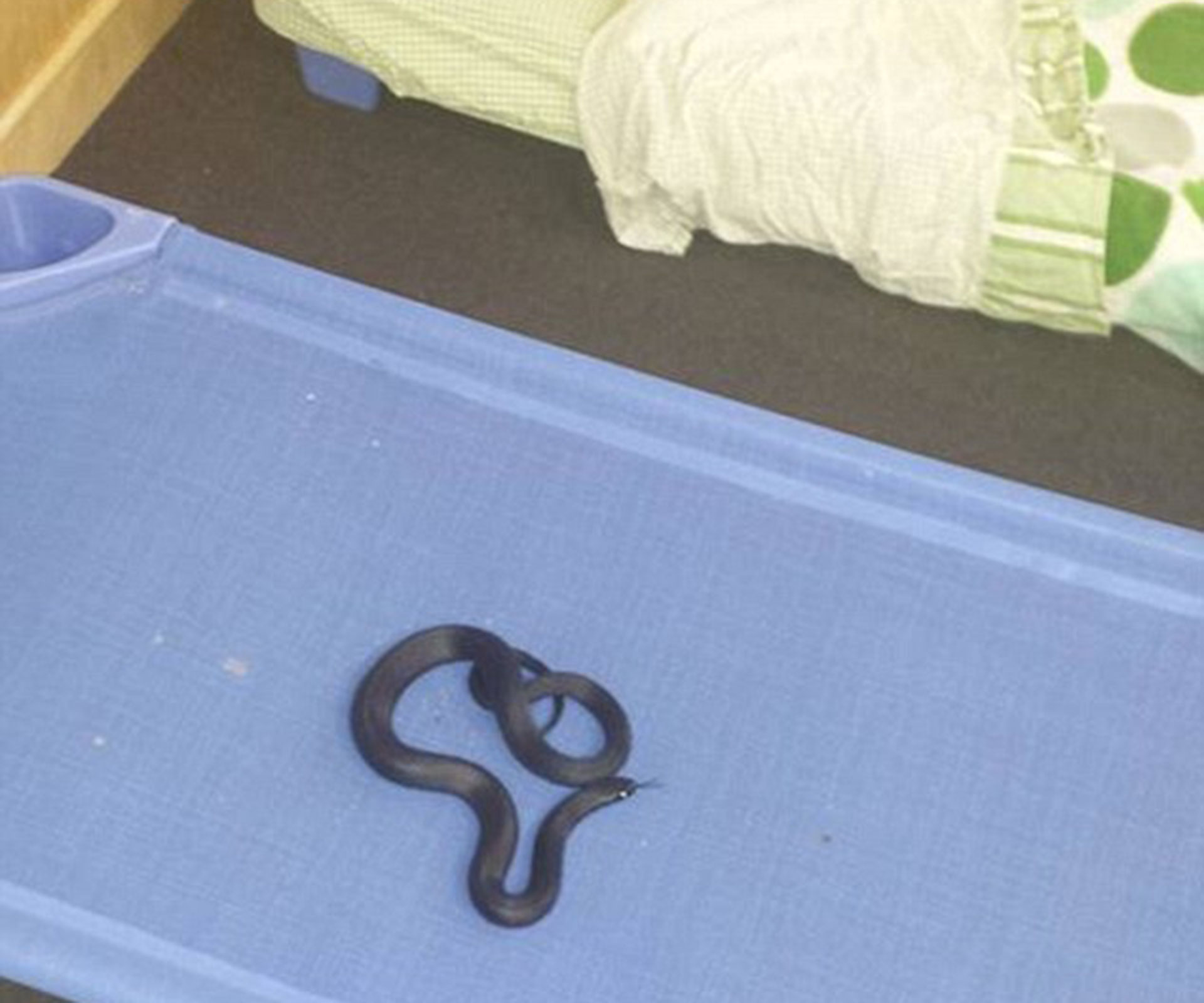 Snake found in Victorian childcare centre cot