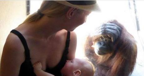 Breastfeeding mother amazed by orangutans reaction