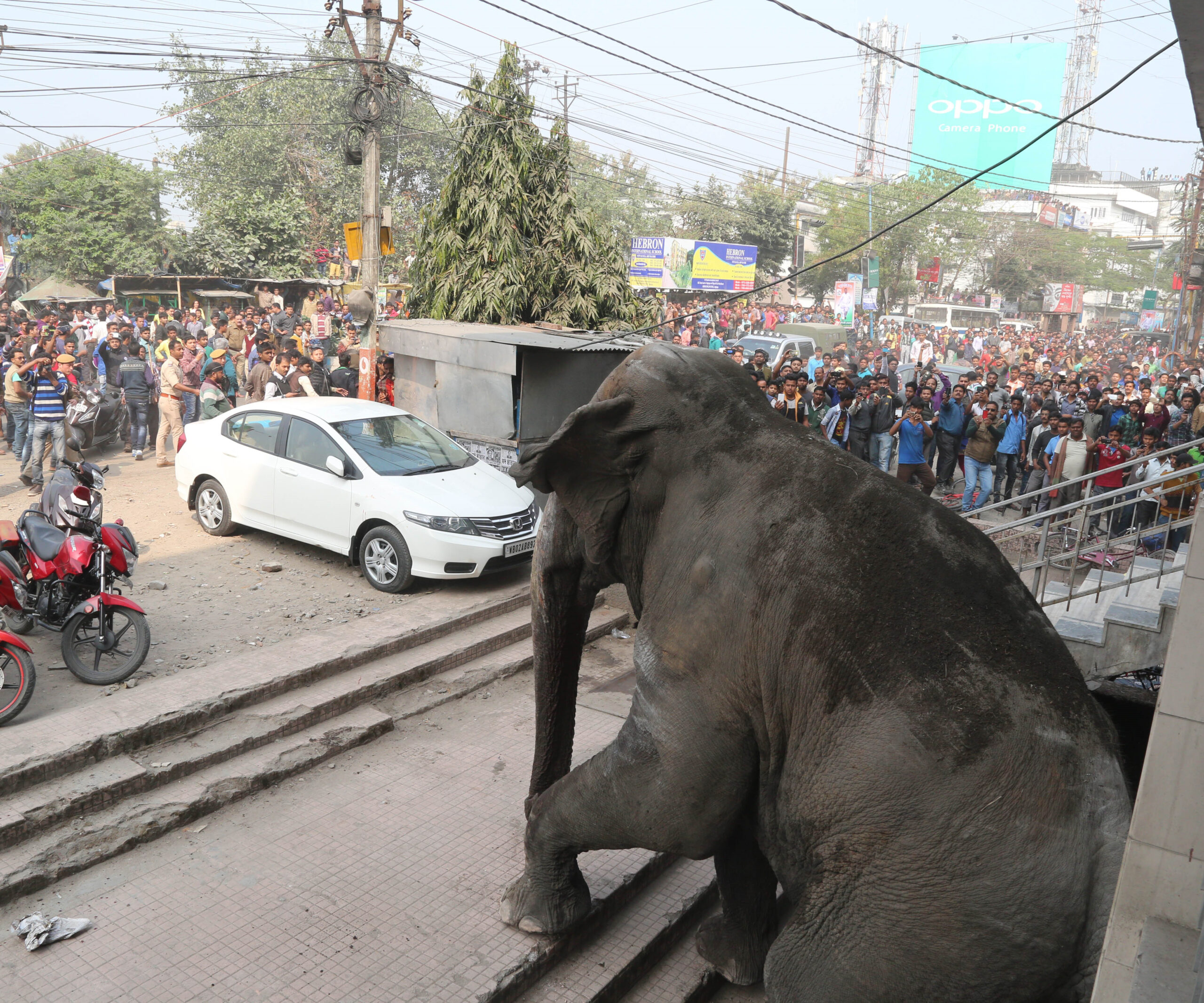 IN PICTURES: Wild elephant goes on terrifying rampage in India