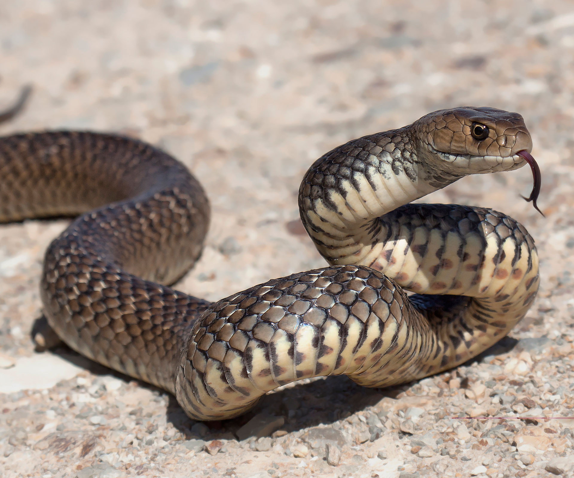 Girl, 6, dies after brown snake bite