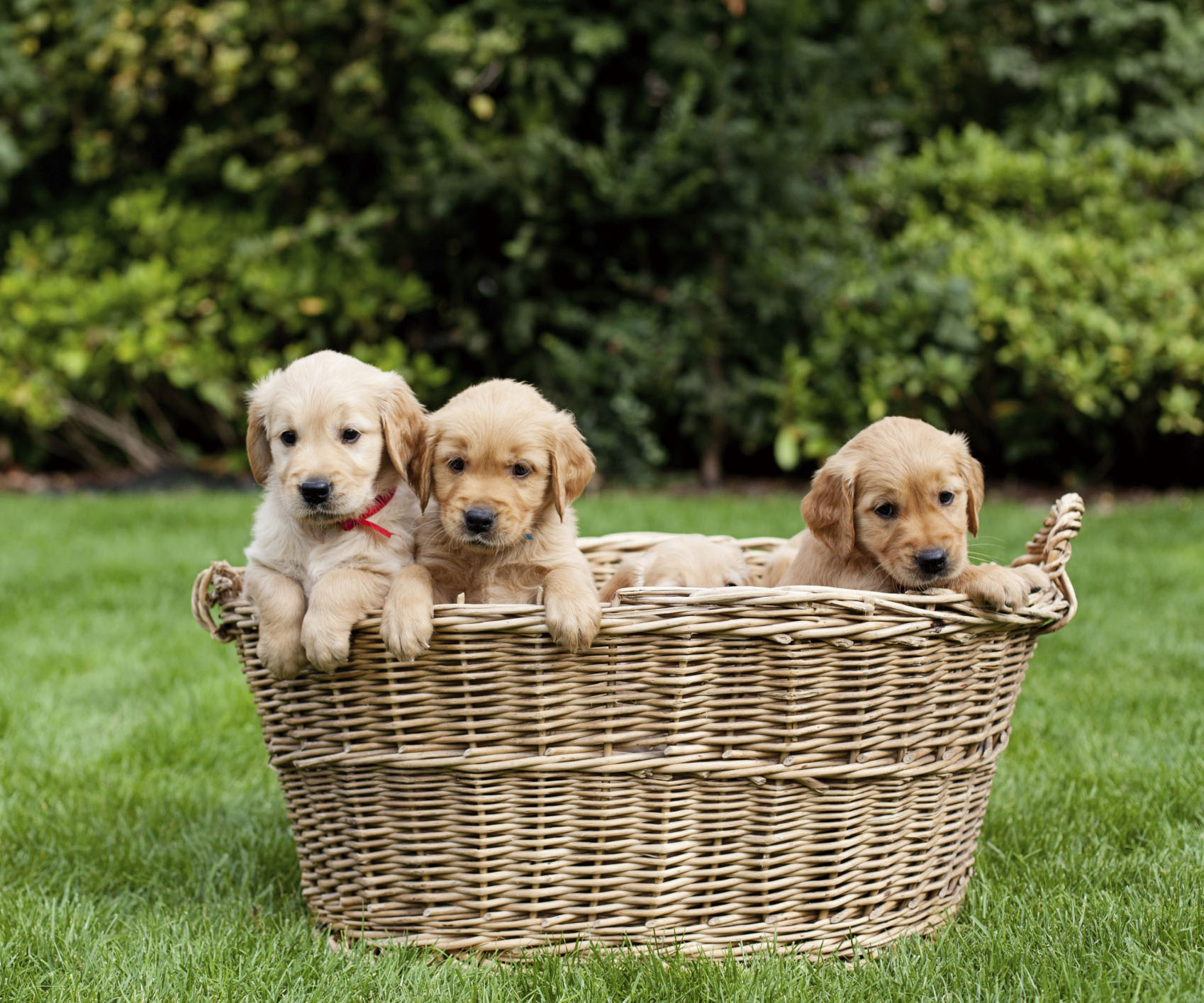You can have puppies delivered to your office today