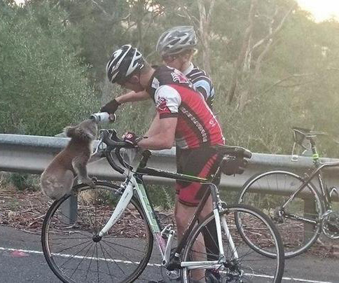 Thirsty koala climbs onto cyclist’s bike for a drink of water