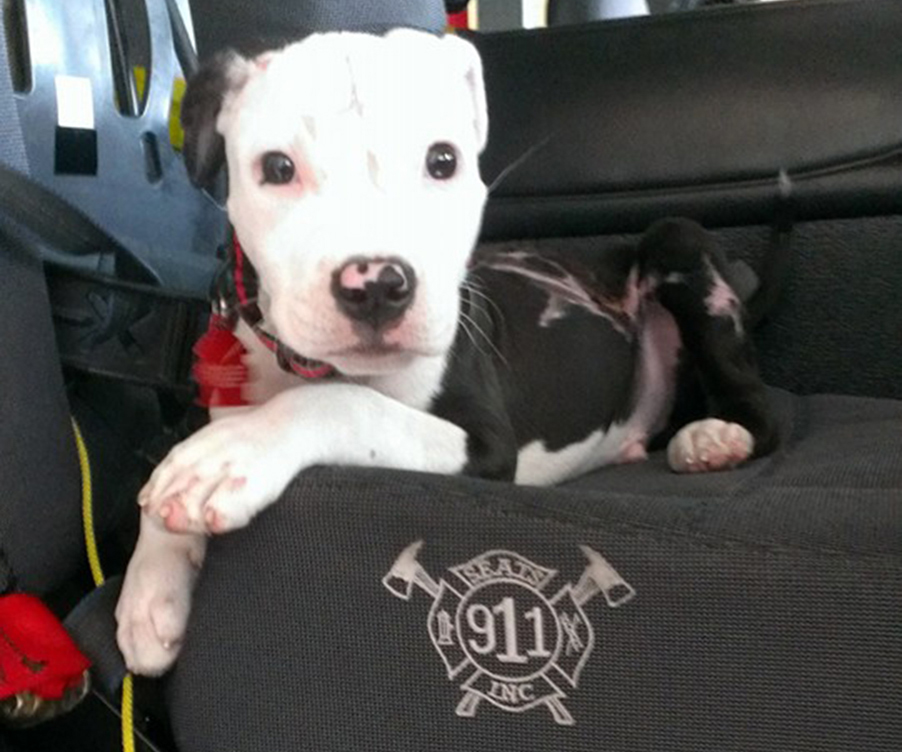 Brave boy: Meet Jake the rescue fire dog