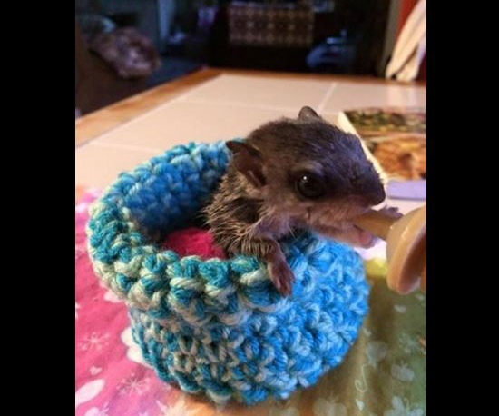 Knitters needed for rescue animals