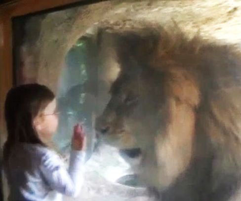 Little girl blows lion a kiss but did not expect this reaction