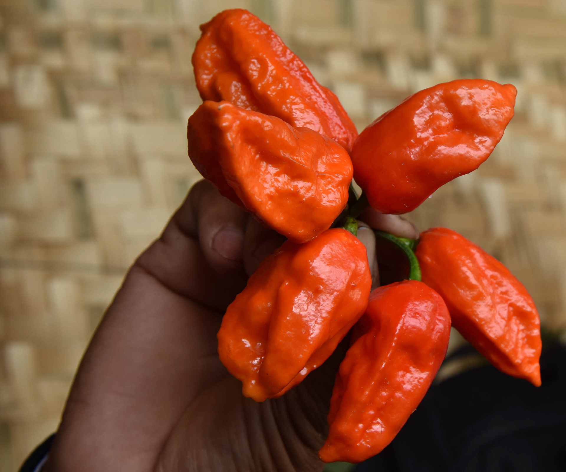 The world’s 10 hottest chillies