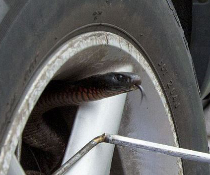 Snake causes chaos in Sydney street