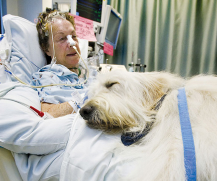 Hospital lets dogs visit patients
