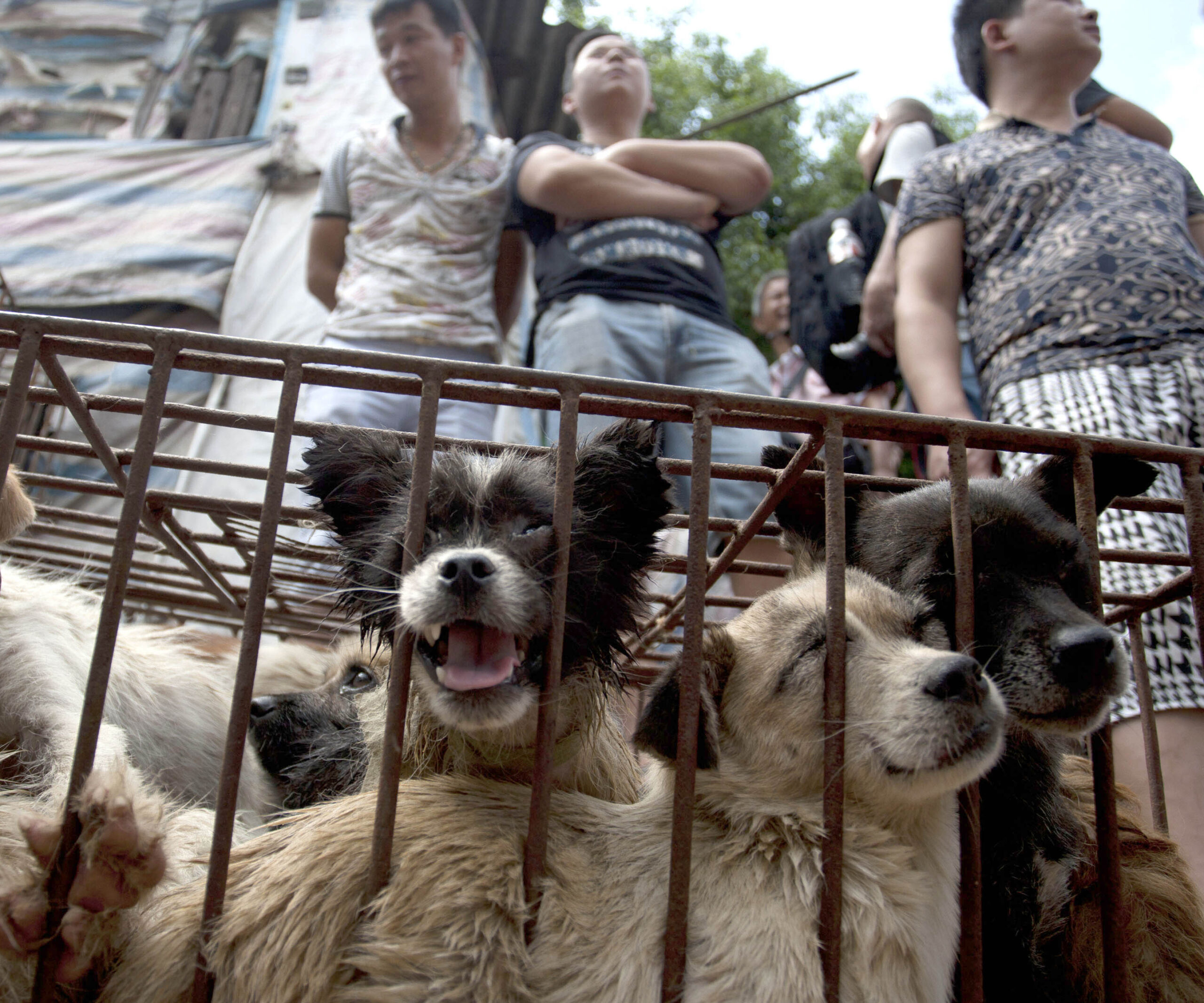 yulin dog meat festival