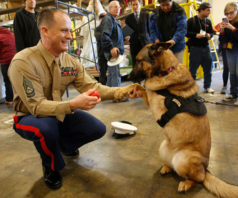 Lucca the Marine Corps dog