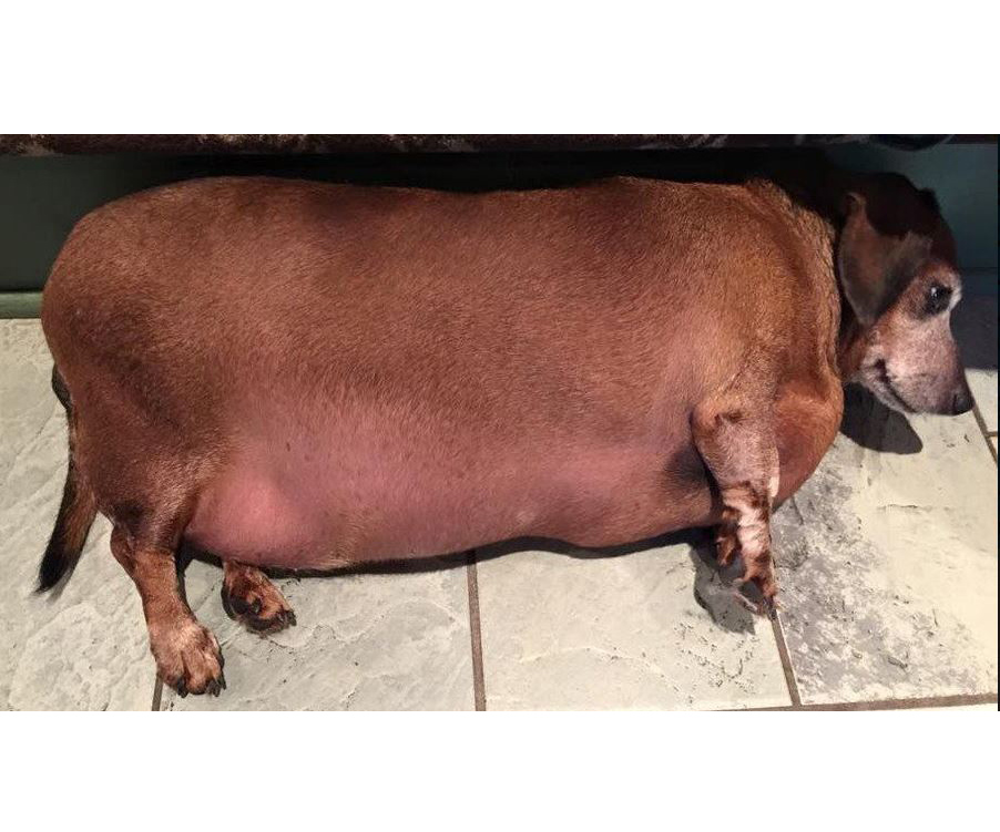Obese dachshund makes remarkable recovery