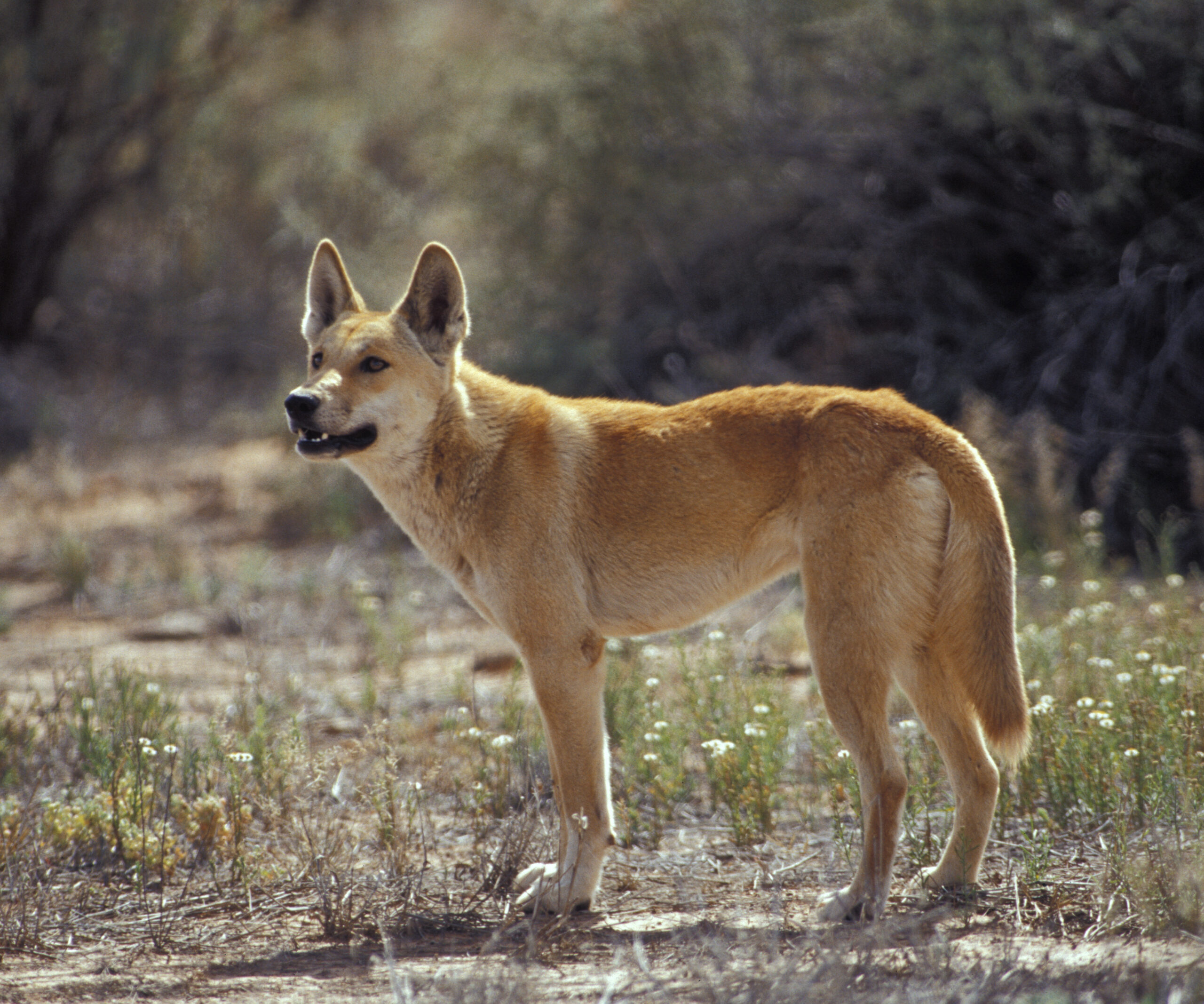 Dingo attempts to kidnap baby in WA