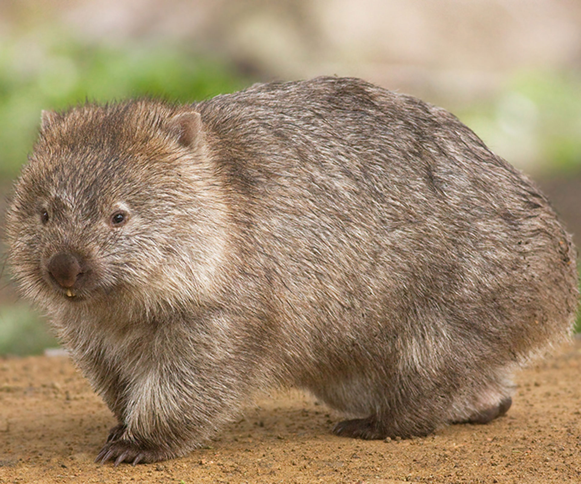 Why wombats have cube-shaped poo