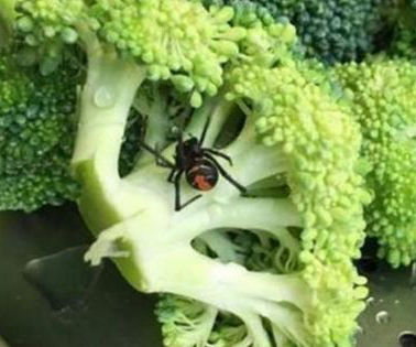 Woolworths pulls broccoli after customers find live redbacks