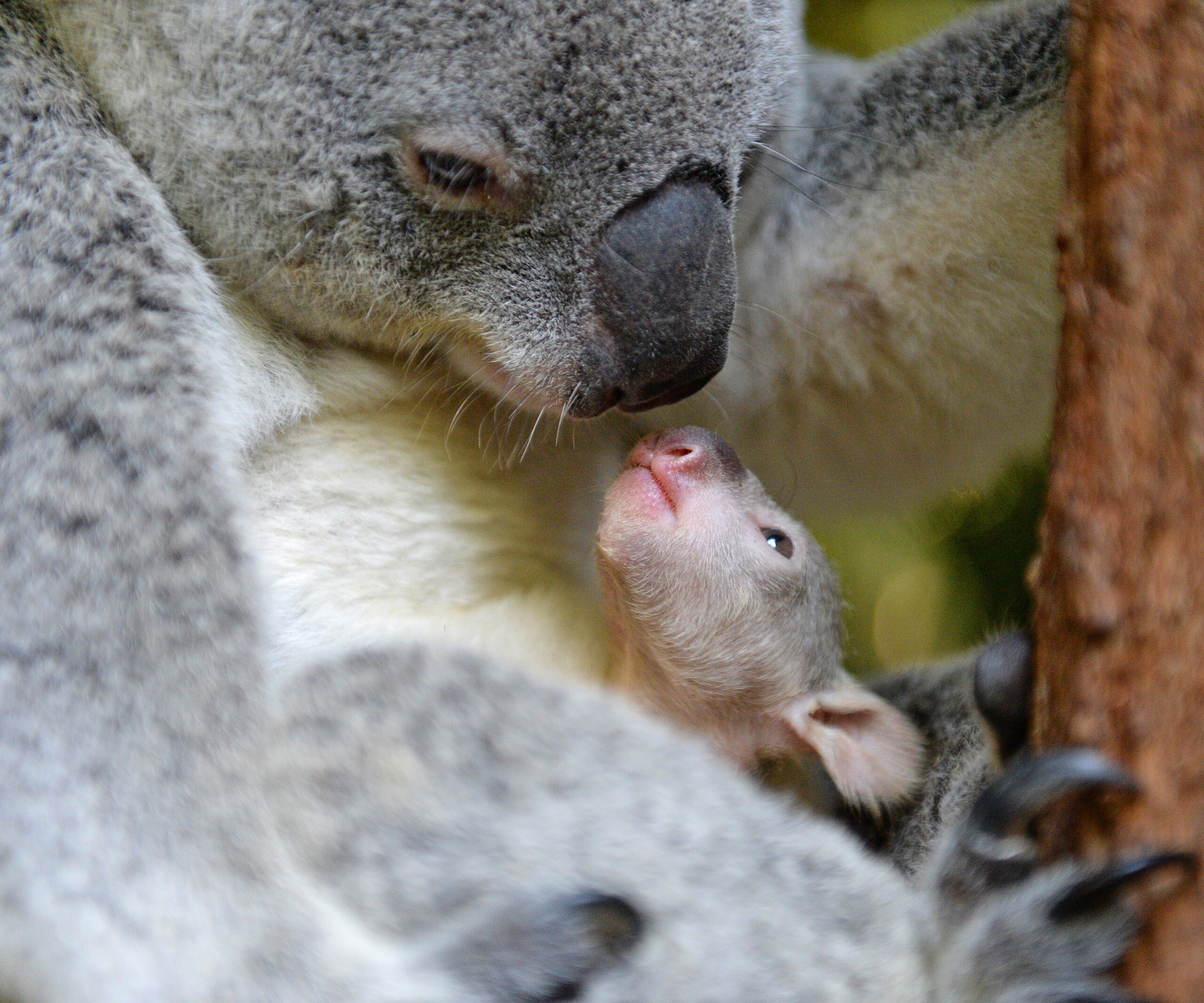 First koala joey makes debut at Australia Zoo