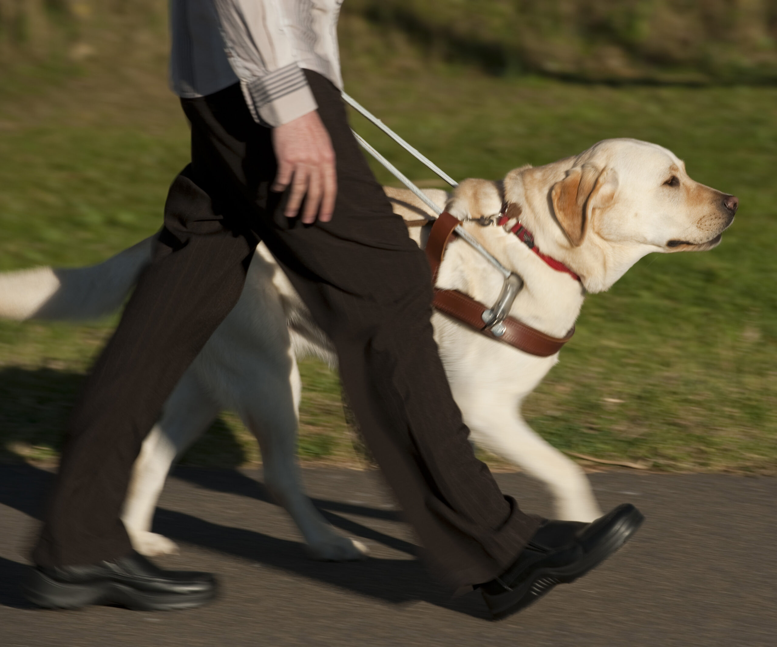 Why you should never pat a guide dog
