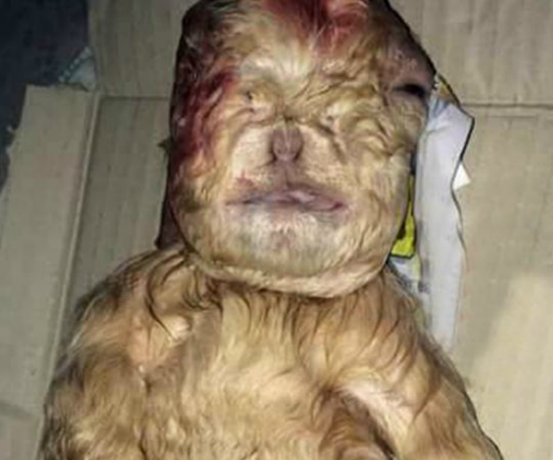 Strange baby goat born with human-like features sparks investigation
