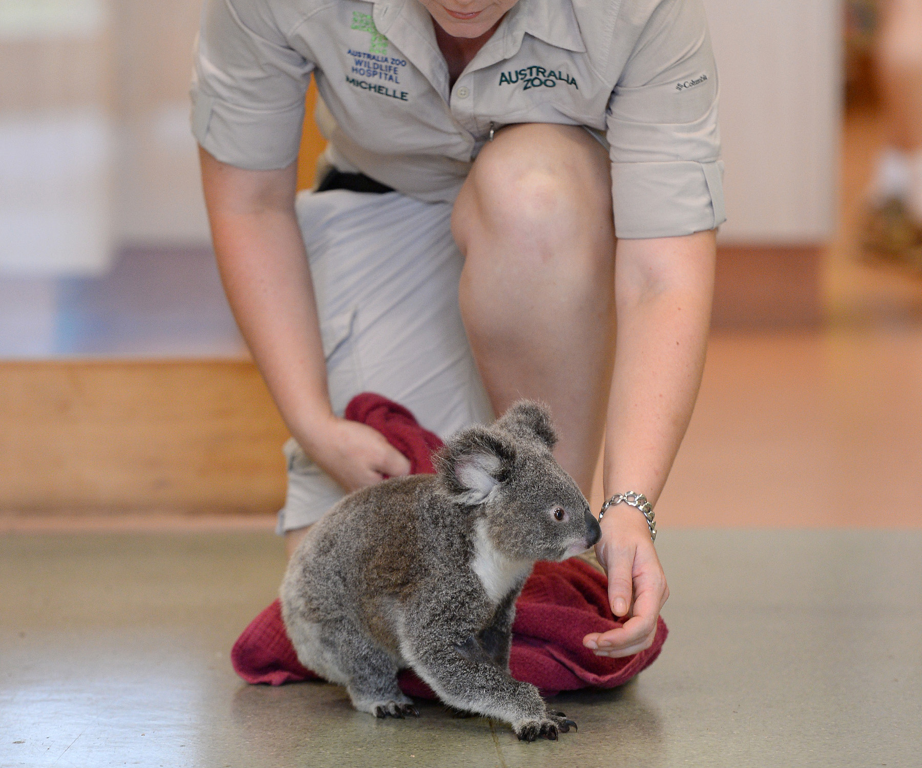 Peta the koala crawls for the first time since being hit by car