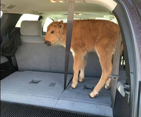 Baby bison dies after tourists put it in their car because it looks cold