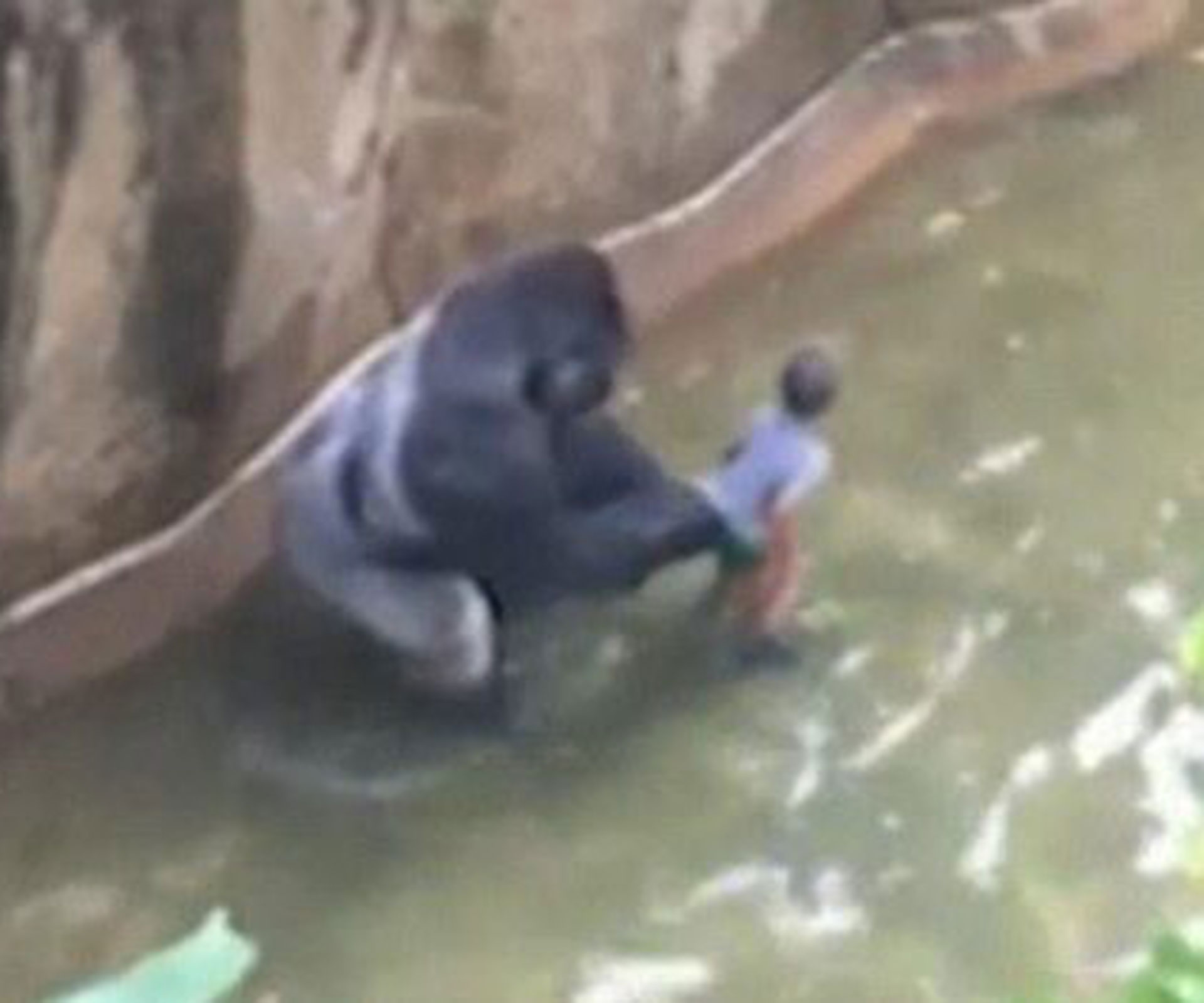 Fury as gorilla killed to save boy