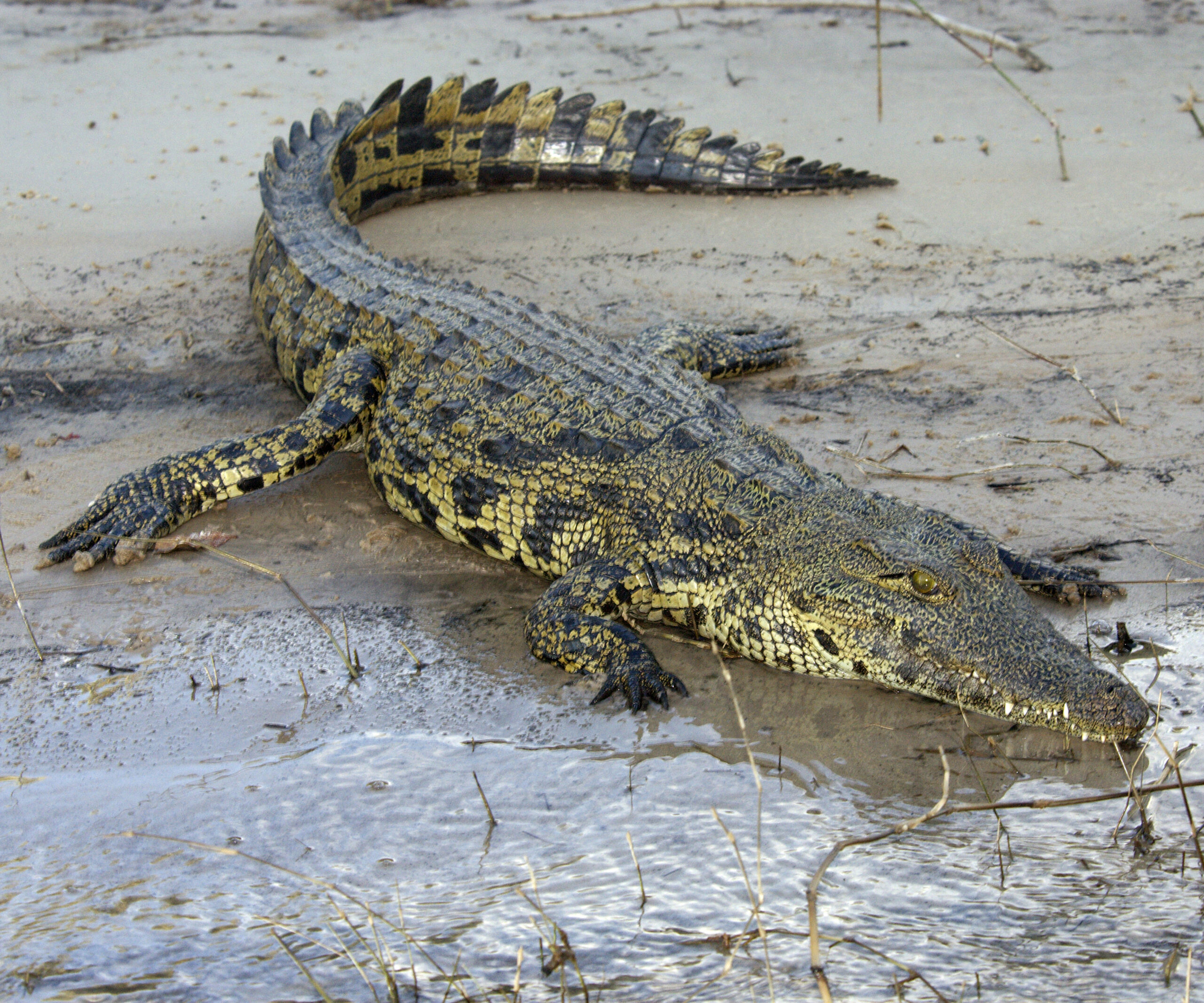 Woman snatched by crocodile in Queensland