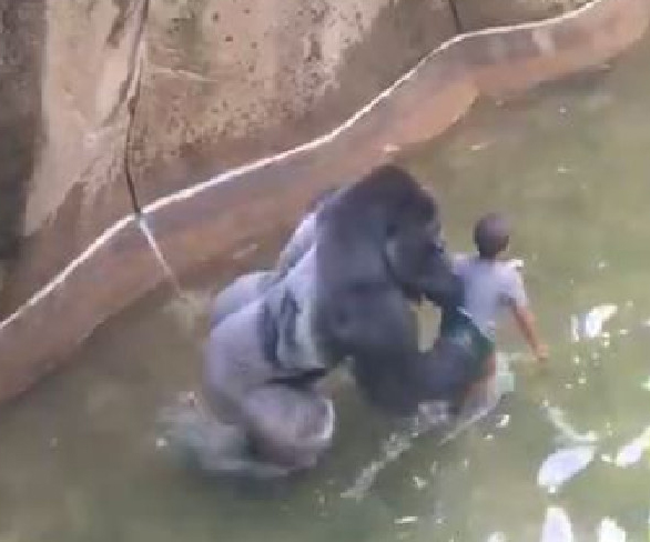 Gorilla mum insists she did nothing wrong