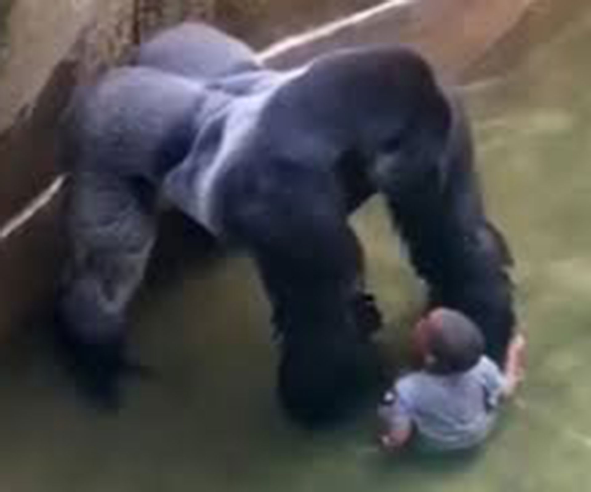 Gorilla mum facing criminal charges
