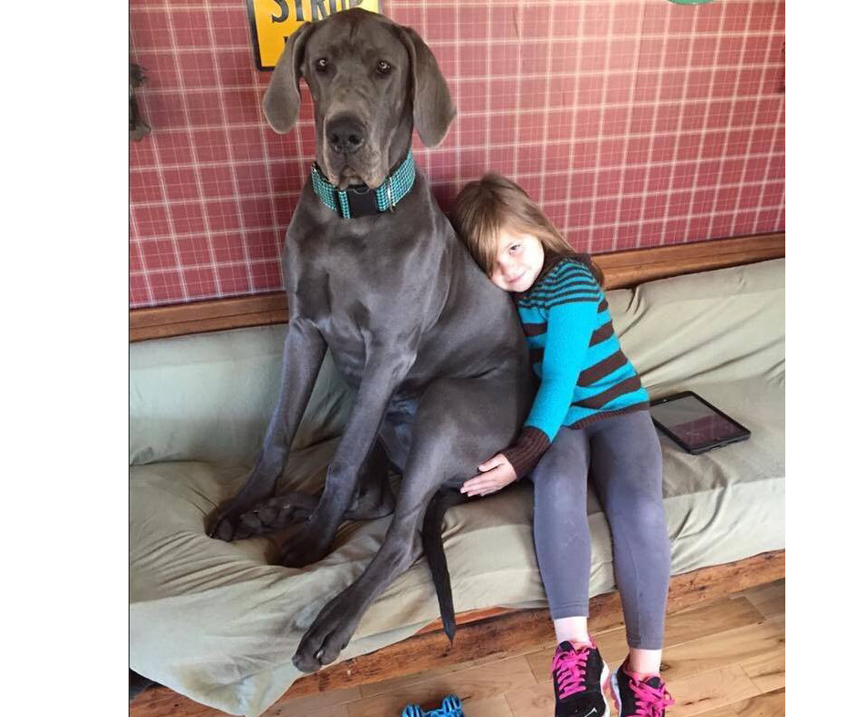 The world's biggest dogs