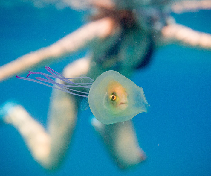 Bizarre photo of a fish in a jellyfish
