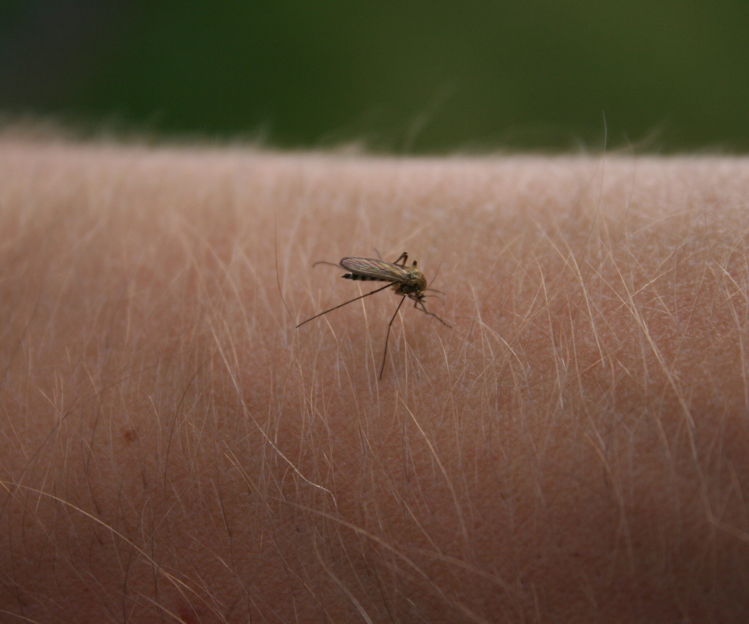 Zika virus warning for Bali 