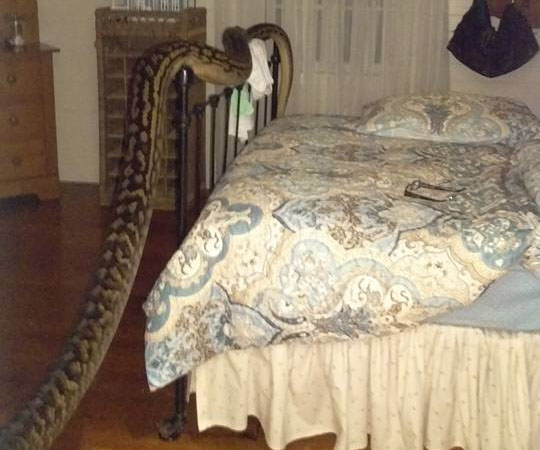 Woman finds 5 metre python in bedroom