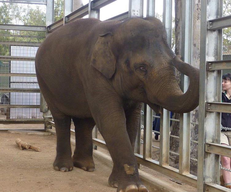 Melbourne Zoo’s sick baby elephant defies the odds
