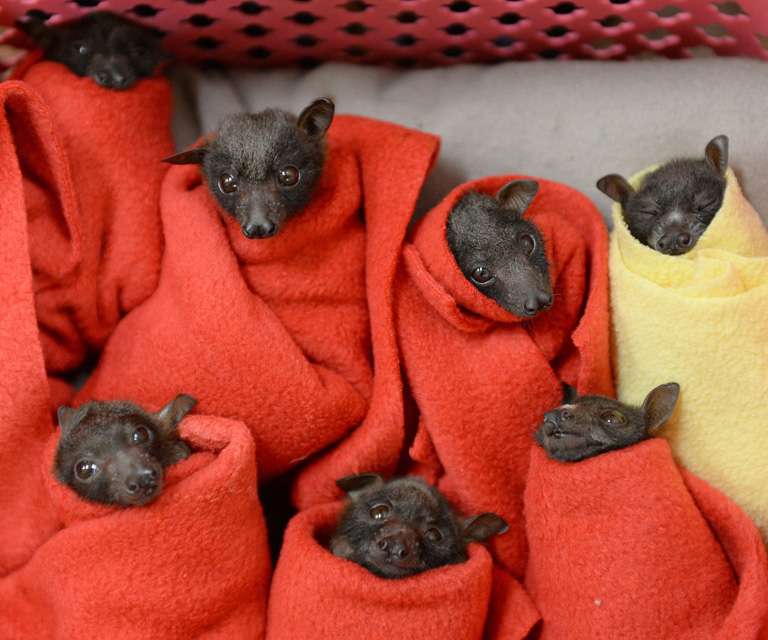 Flying foxes treated for hypothermia 