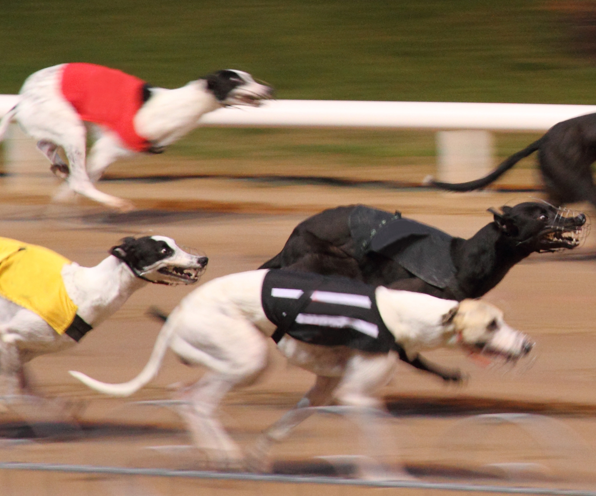 ACT follows NSW with plans to ban greyhound racing