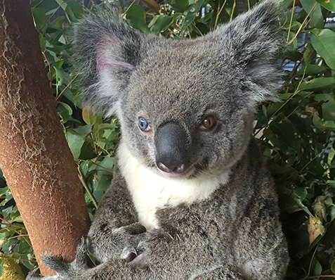 Meet Bowie, the koala with two different coloured eyes