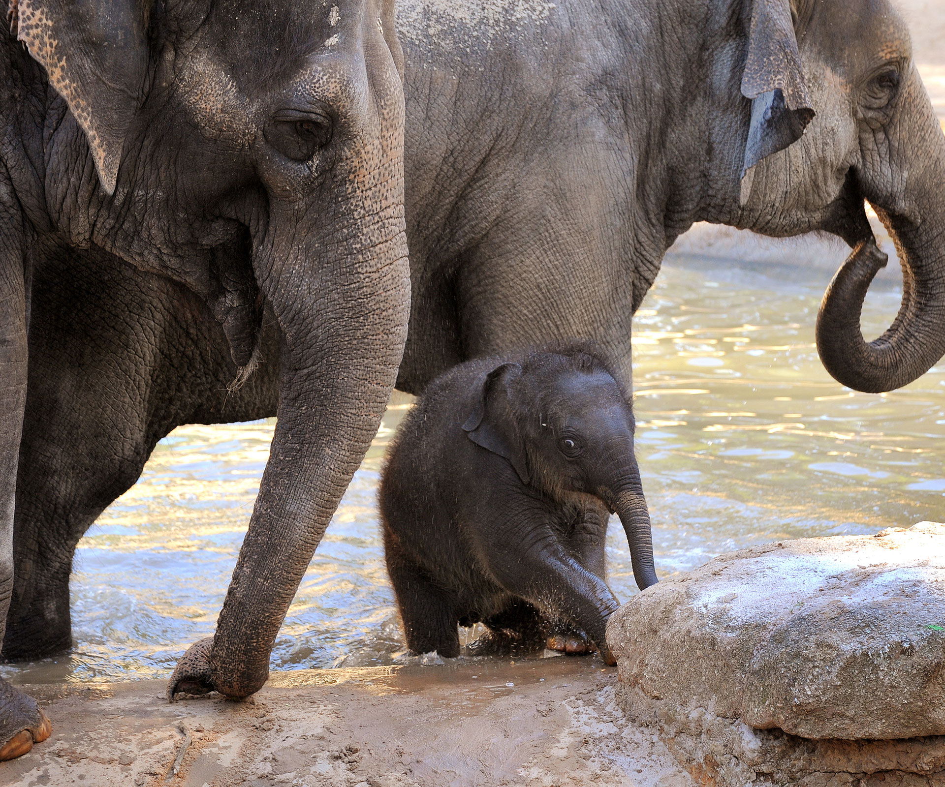 Melbourne Zoo’s baby elephant Willow has died