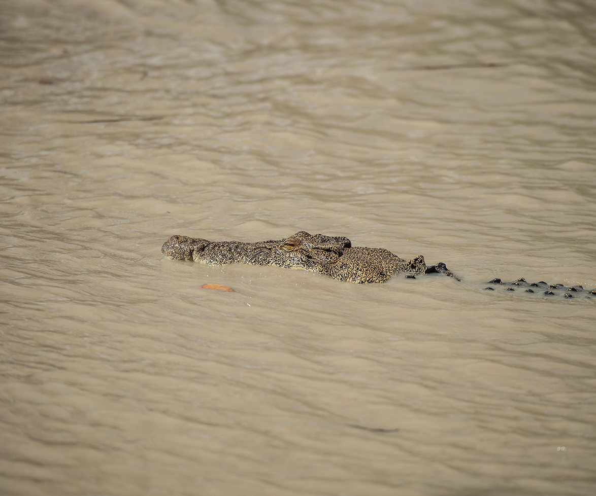 Crocodiles wait for drivers at flooded path in the Northern territory