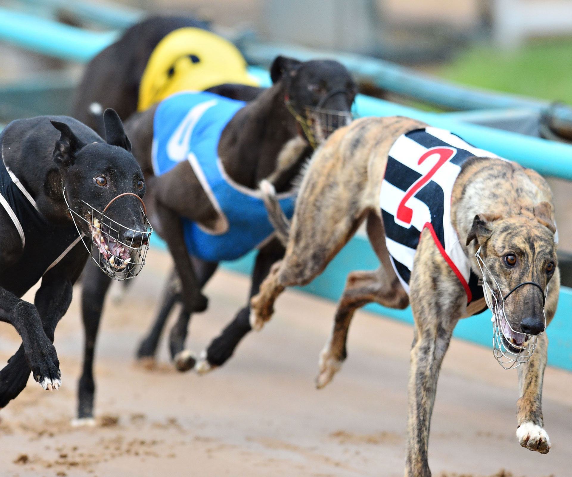 Heartbreaking: 19,000 greyhounds will need to find homes