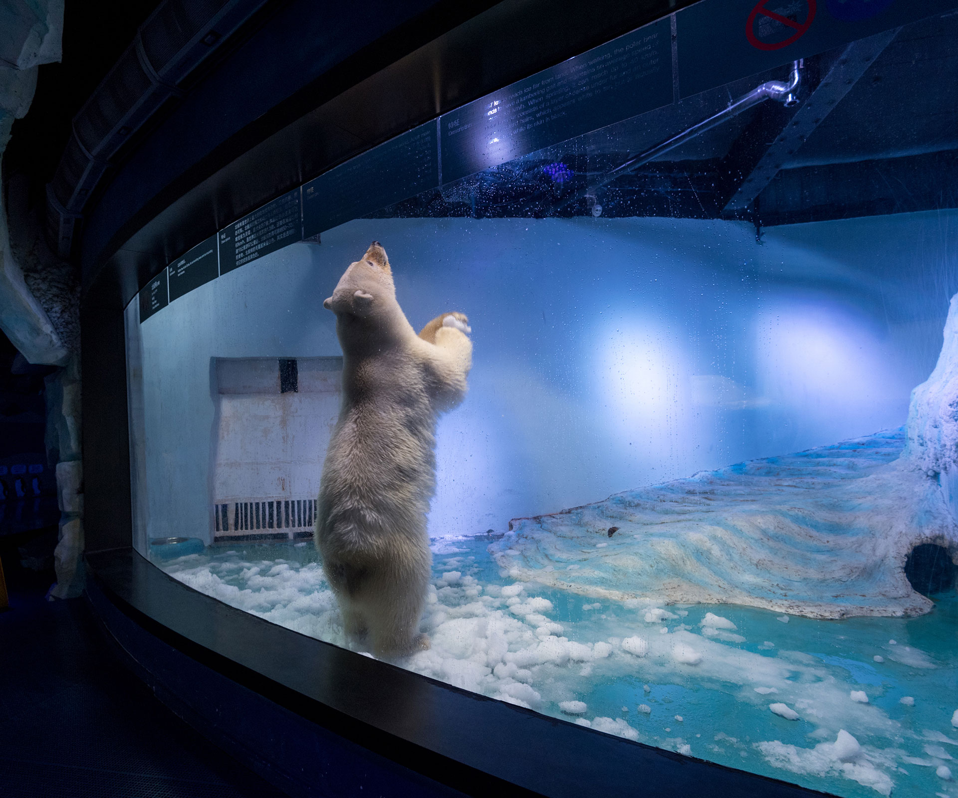 Polar bear zoo