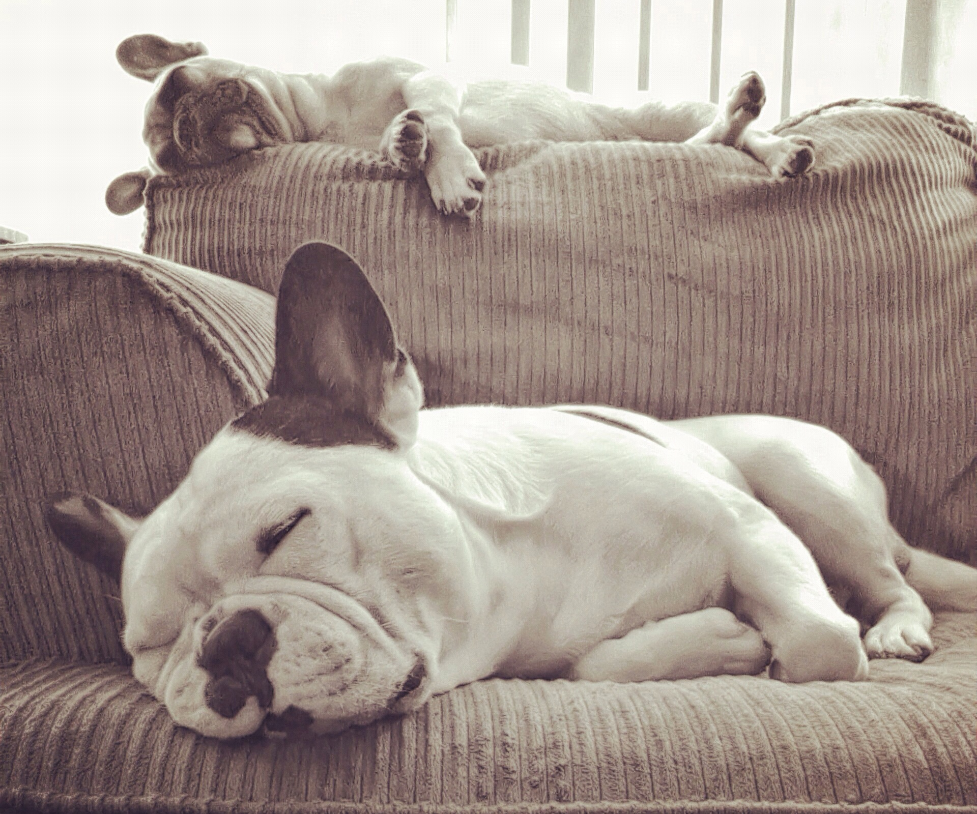 FYI, your dog is probably dreaming about you (and people are losing it)