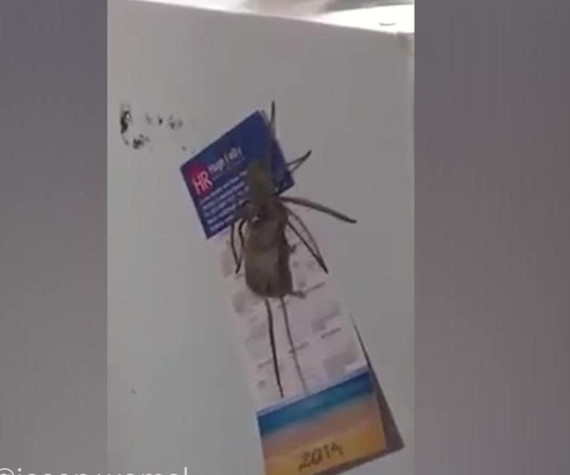 Huge huntsman spider caught trying to eat a mouse