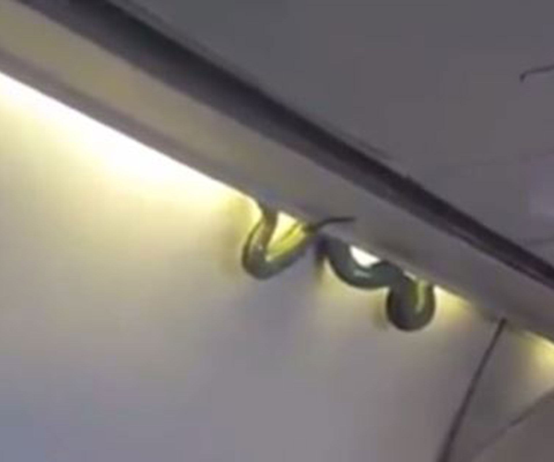 Real-life “snakes on a plane” moment