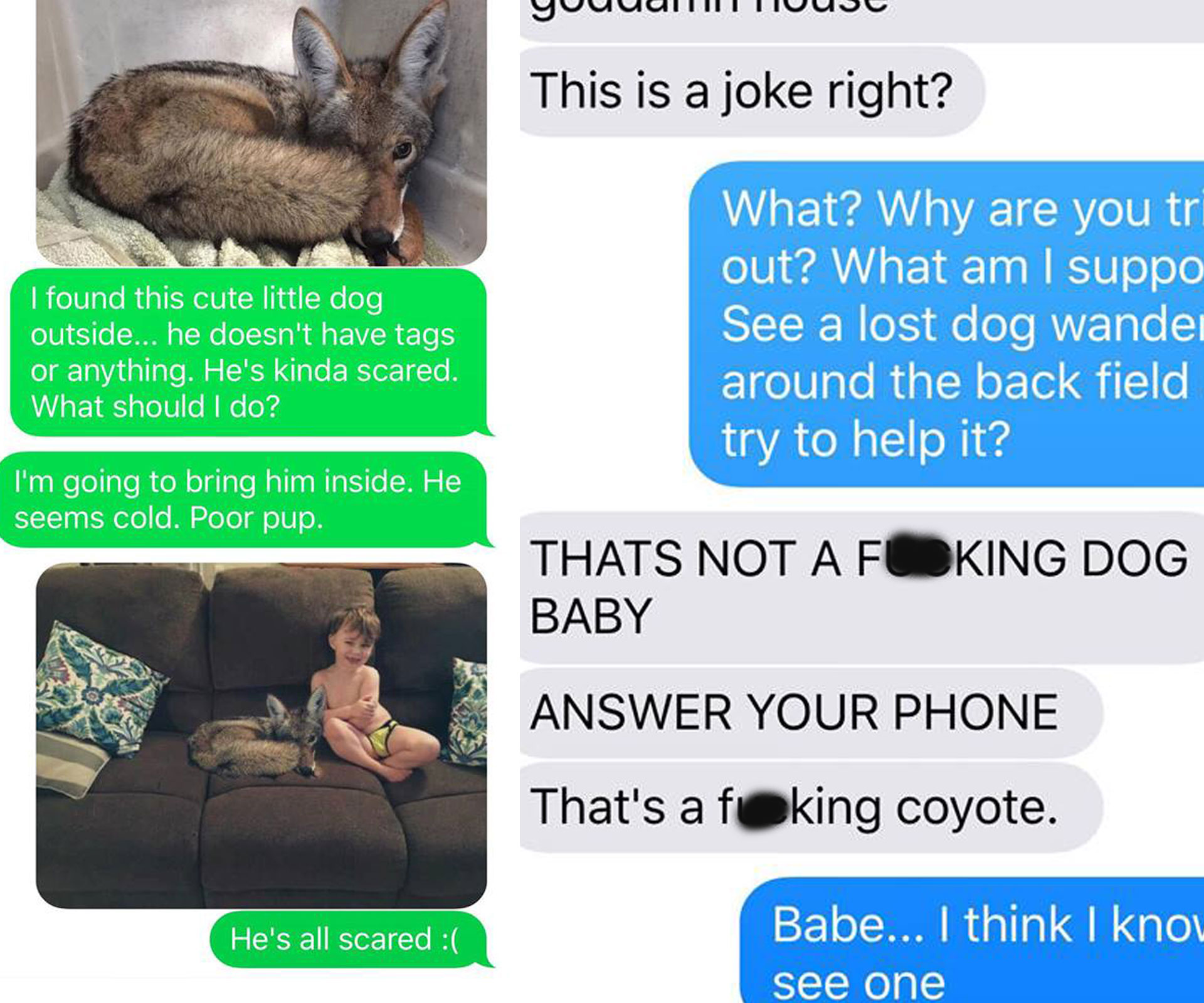 Wife tricks hubby into thinking she just ‘adopted’ a coyote, his freak out is gold