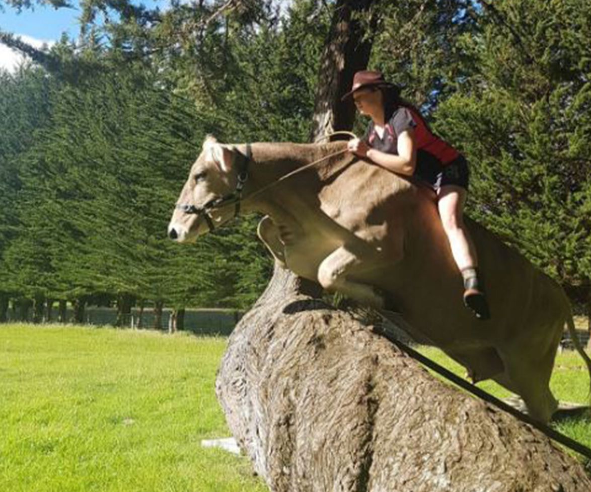 Girl denied horse, trains a dairy cow to showjump instead
